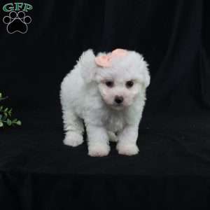 Nora (Tiny), Bichon Frise Puppy
